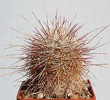 Echinocereus chloranthus DJF1372, Las Cruces NM